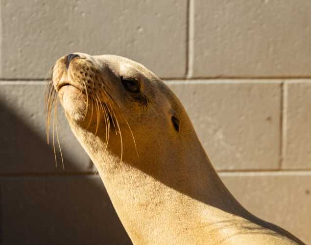 California sea lion Zoinks
