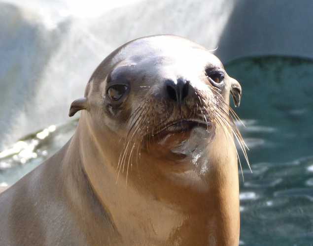 California sea lion Bokay