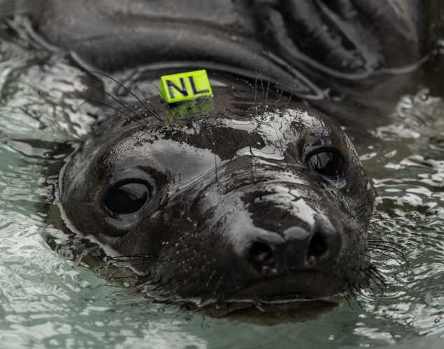 northern elephant seal Terran