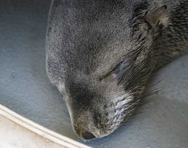Guadalupe fur seal Cookiee