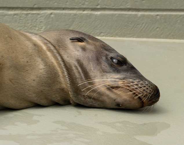 California sea lion Nessie