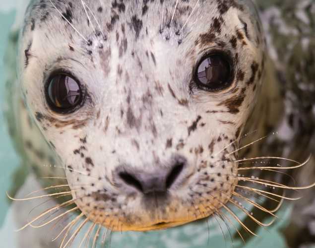 harbor seal Astrid