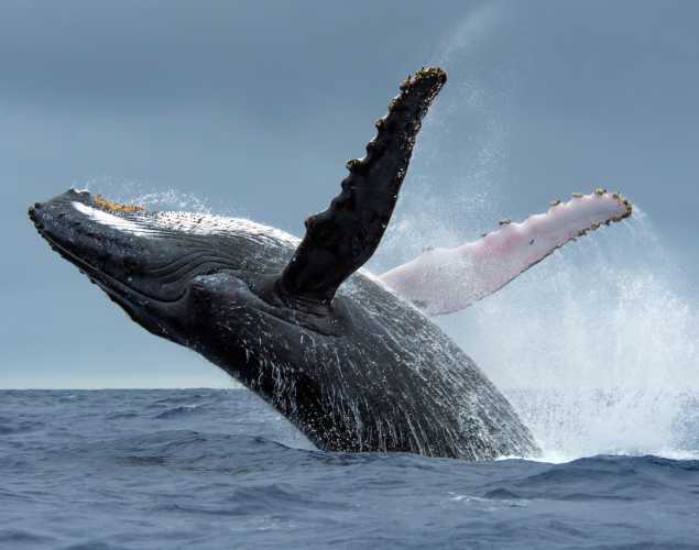 humpback whale breaching