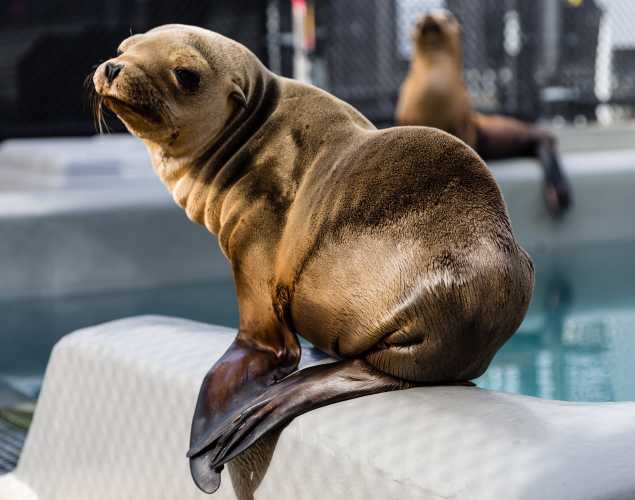 California sea lion pup Fat Tuesday