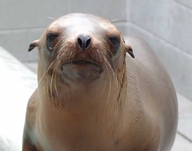 California sea lion Doorstep