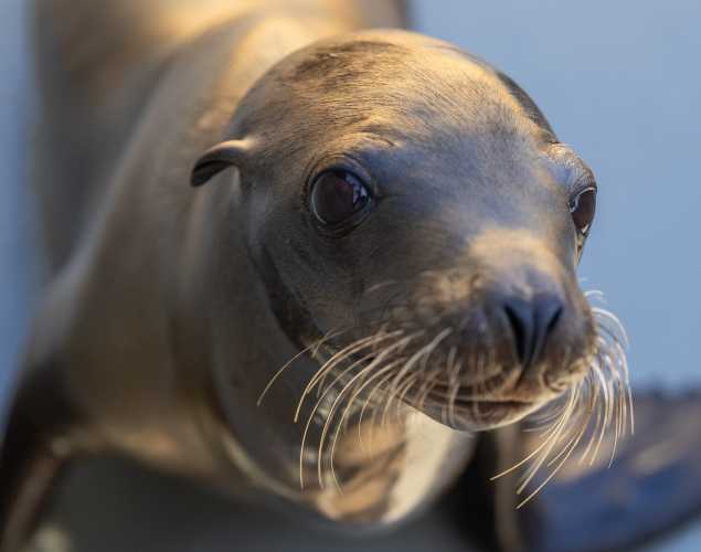 California sea lion Jezza