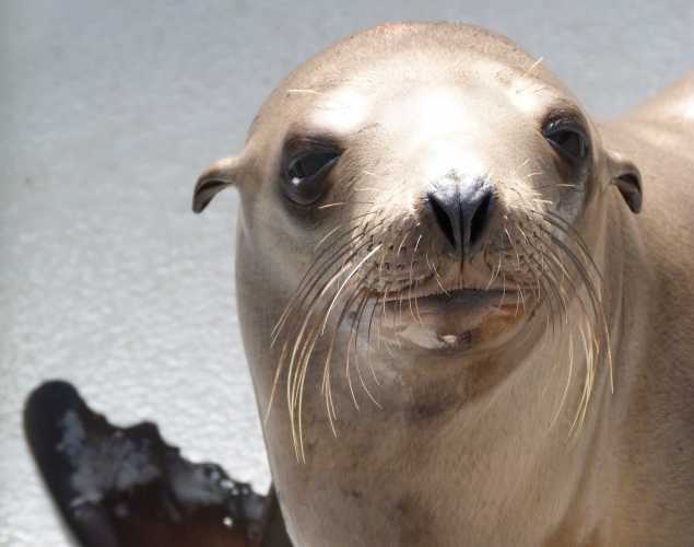 California sea lion Coral