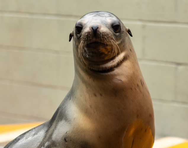 California sea lion