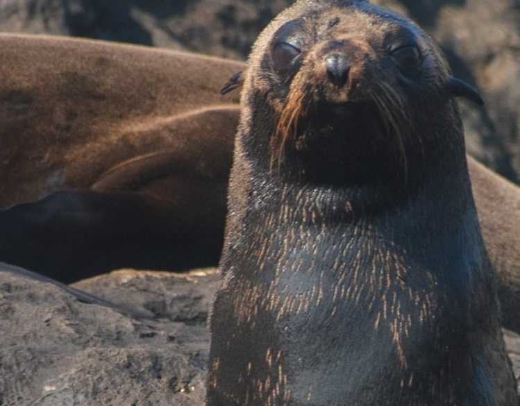A wild Guadalupe fur seal rests on rocks near other fur seals.
