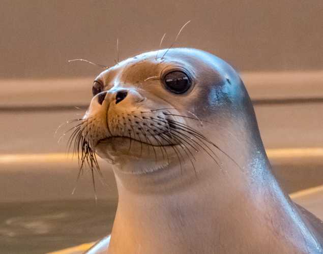 Hawaiian monk seal Lele-aka