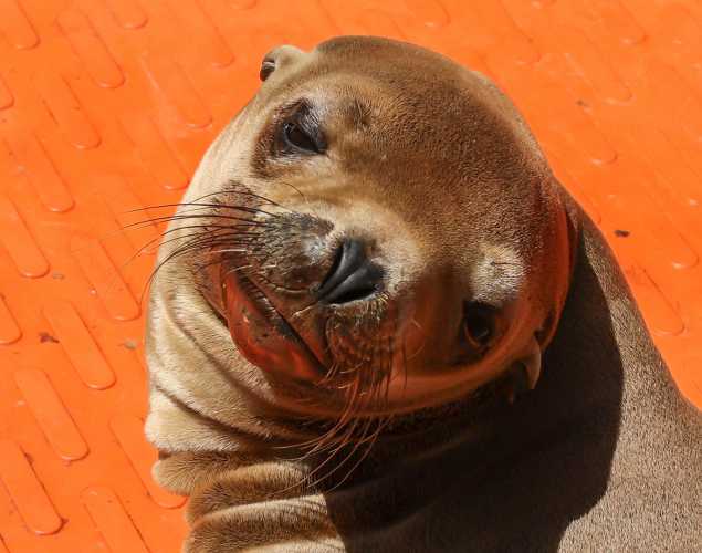 California sea lion Luminous