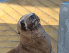 California sea lion Orchard