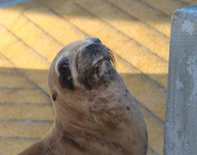 California sea lion Orchard