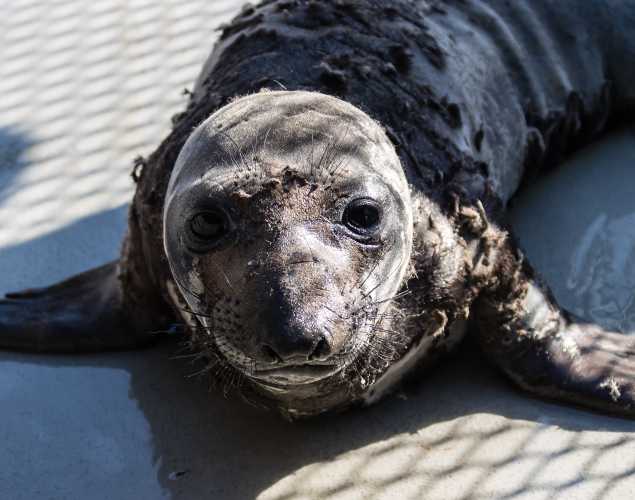 elephant seal pup Zehr