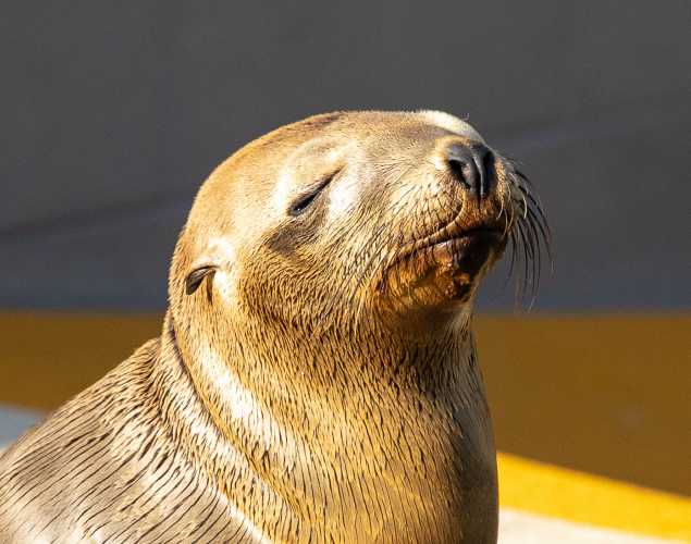 California sea lion Ozro