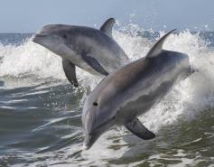 dolphins leaping out of the water