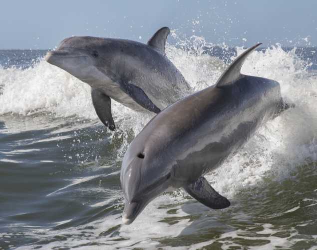 dolphins leaping out of the water