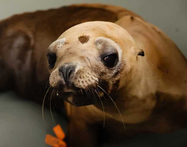 California sea lion Shally