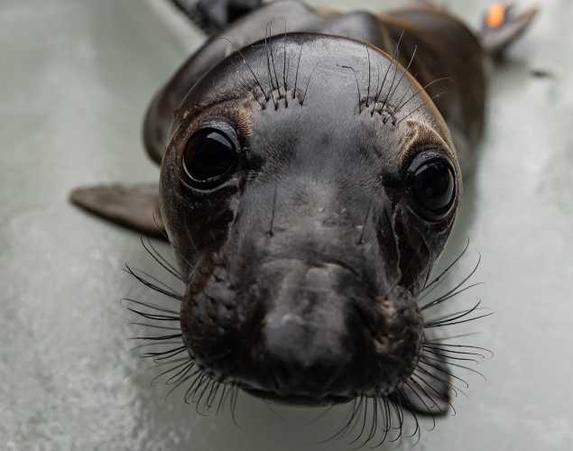 northern elephant seal Sanders