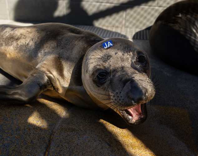 Northern elephant seal pup