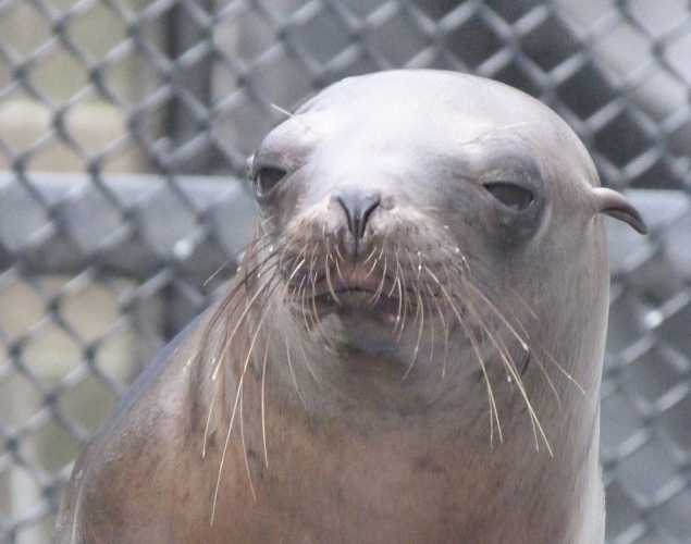 California sea lion Burger