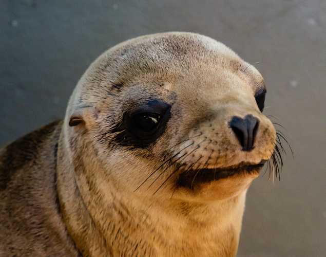 California sea lion Climber
