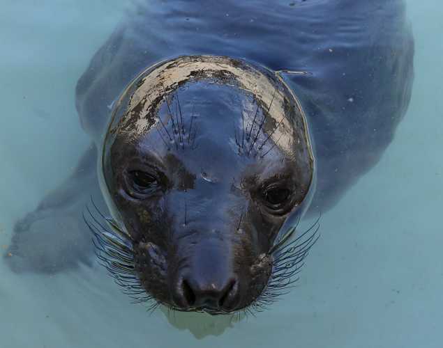 northern elephant seal Corkscrew
