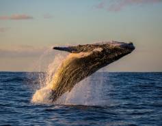 humpback whale breaching out of the water