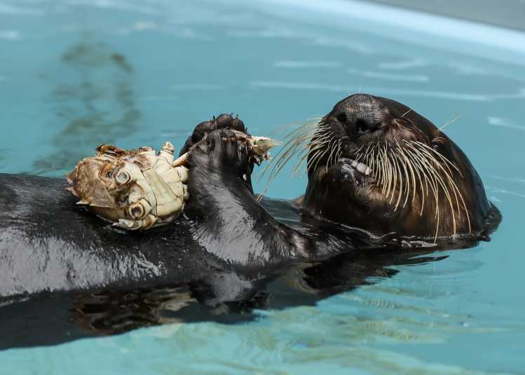A sea otter floating in the water eats a crab on its stomach.