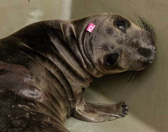 northern elephant seal pup everglades