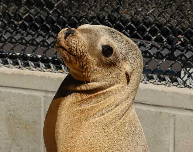 California sea lion Anise