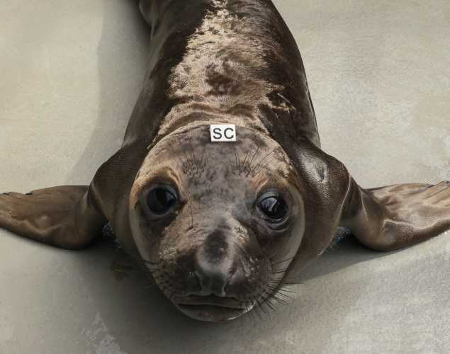 northern elephant seal Clementine