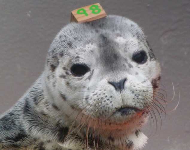 harbor seal Stark