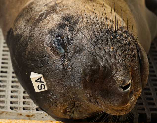 northern elephant seal Basalt