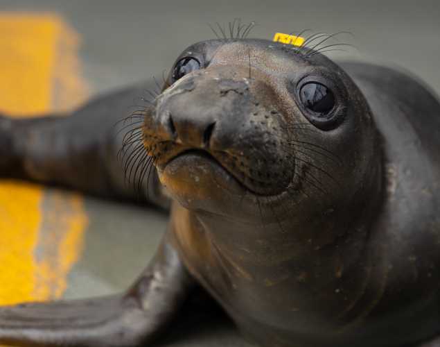 northern elephant seal Poppies