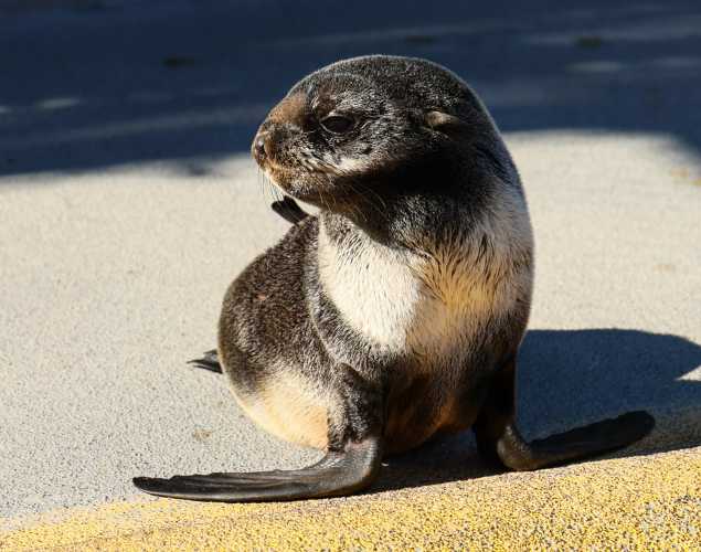 northern fur seal Grizzly