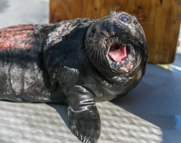 northern elephant seal Boyett