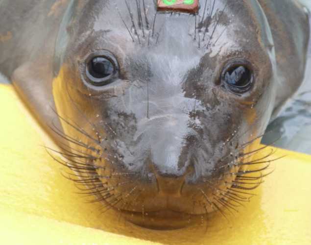 northern elephant seal Moriarty