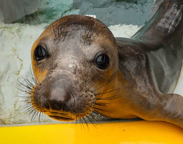 northern elephant seal Chanelle
