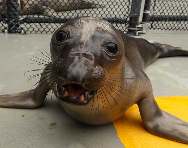 northern elephant seal Snork
