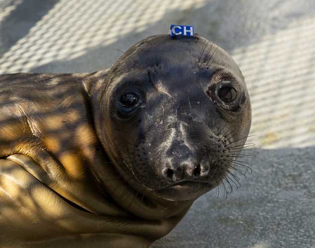 northern elephant seal Enchanted