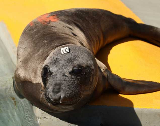 elephant seal Roadblock