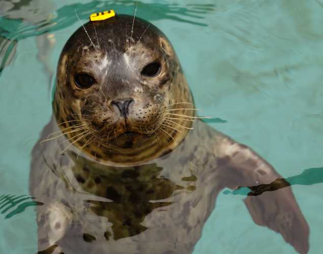 harbor seal Roquefort