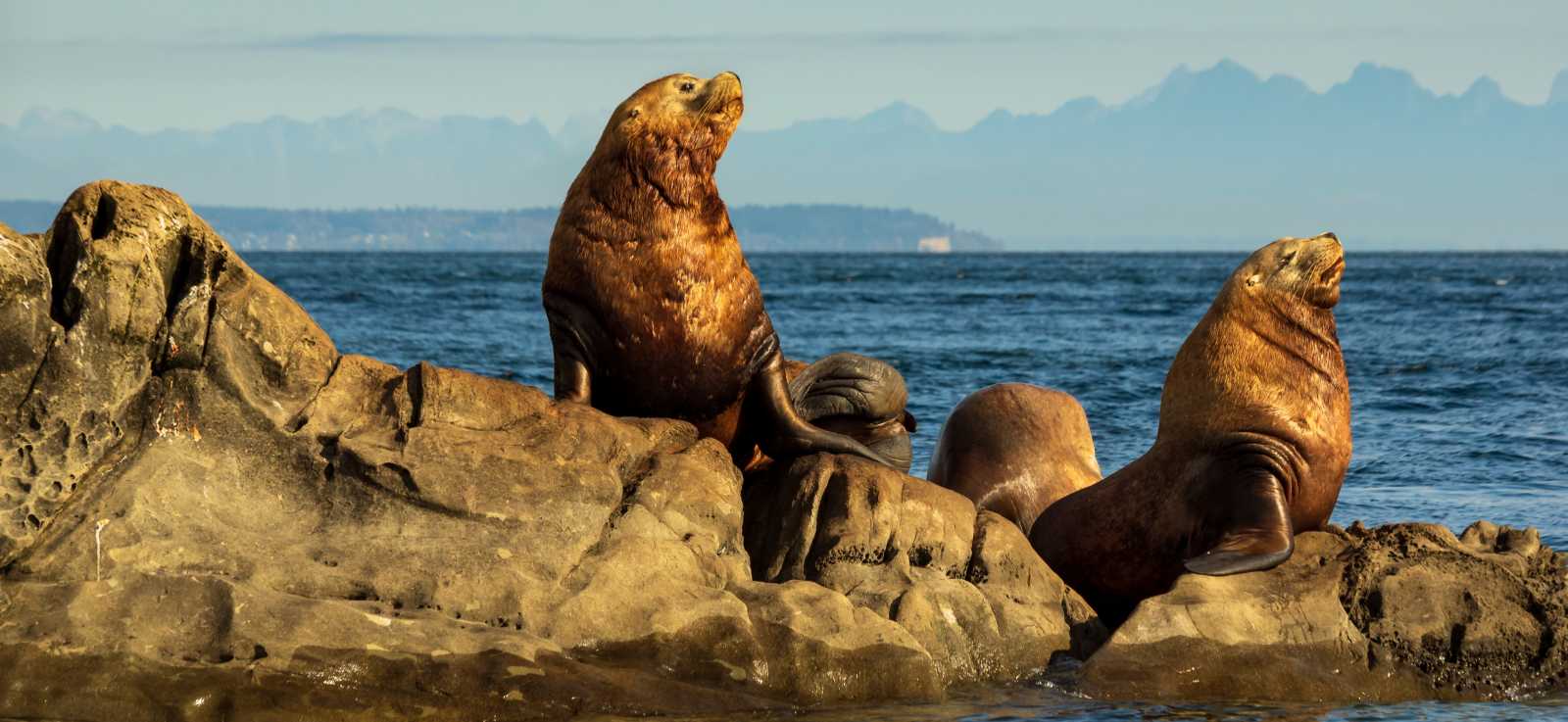 Steller sea lions on a rock