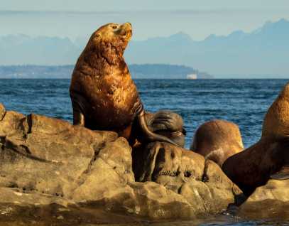 Steller sea lions on a rock