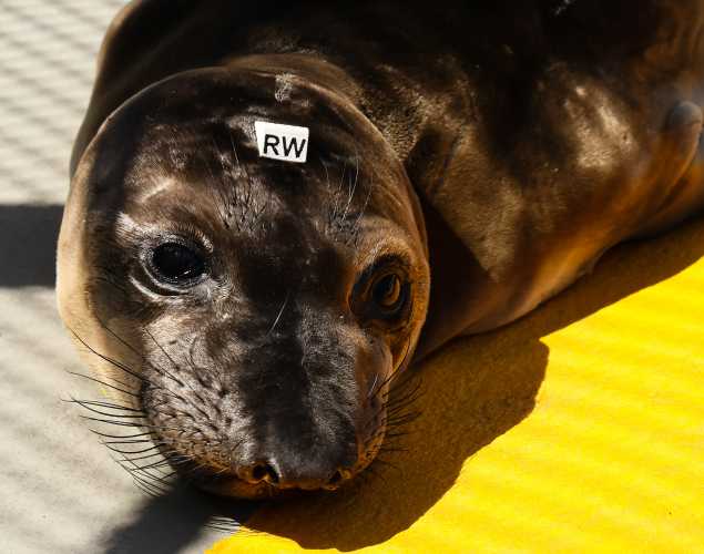 northern elephant seal Blender