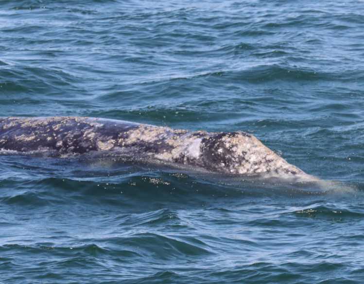 gray whale in the water