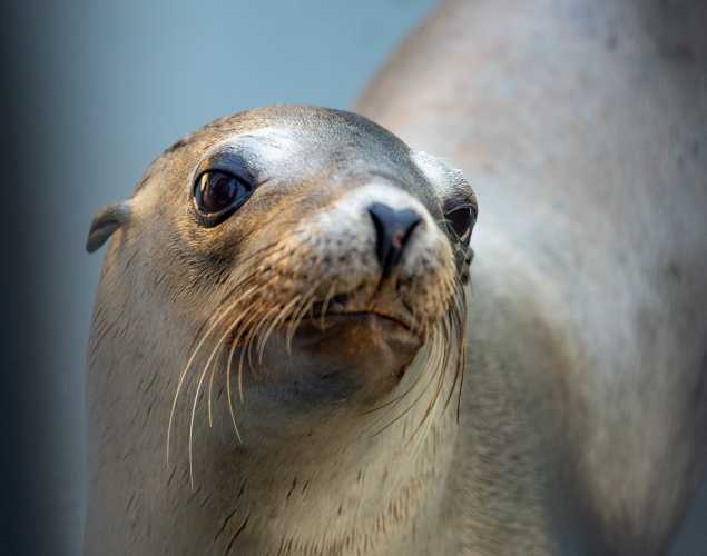 California sea lion Himbry