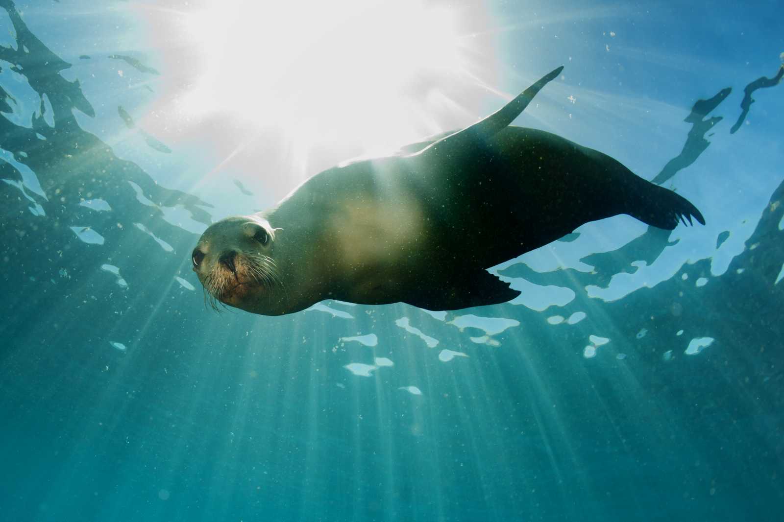 California sea lion underwater