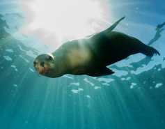 California sea lion underwater